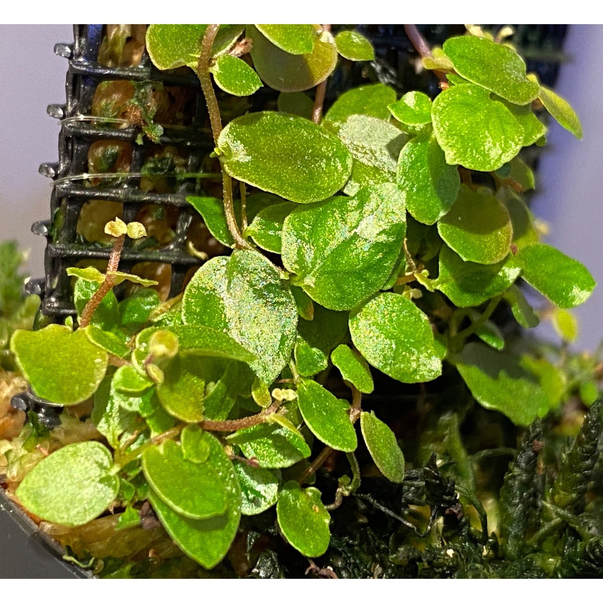 Ficus sp. from Aceh sumatera [LA0616-04] | M・R・G・R