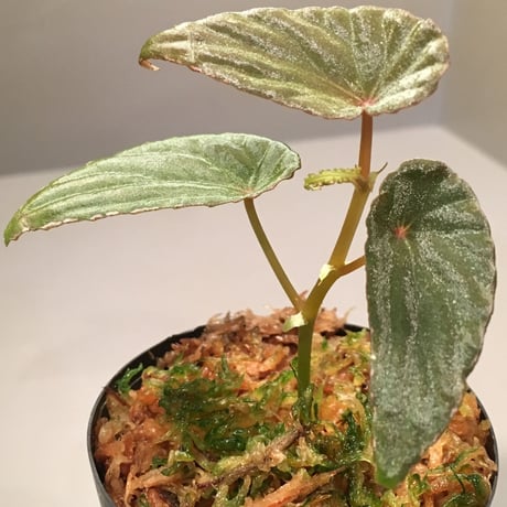 Begonia nothobaramensis from Brunei