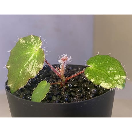 Begonia cf. ferox from Cao Bang [YH040519BK] TK