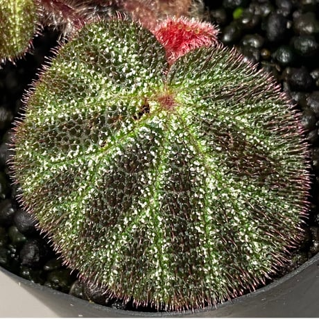 Begonia ningmingensis var. bella