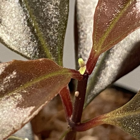 Medinilla sp. from Irian Jaya Papua