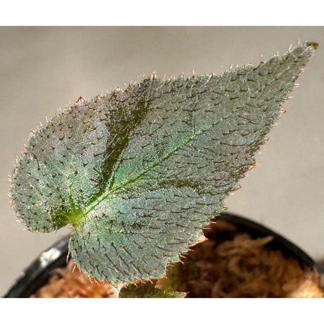 Begonia sp. from Sumatera Utara [HW0816-01]