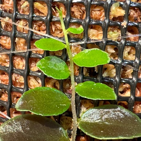 Marcgravia sp. "Azreal"