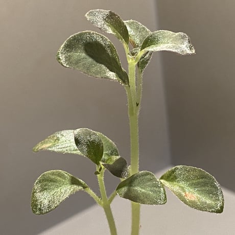 Codonoboea cf. pumila from Padang sumatera [LA1016-01]