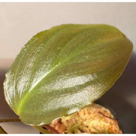 Homalomena sp. "Black Jambu" from Round Purbalingga [カミハタ 2023]