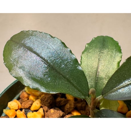 Bucephalandra sp. "Blu Scuro" [カミハタ]