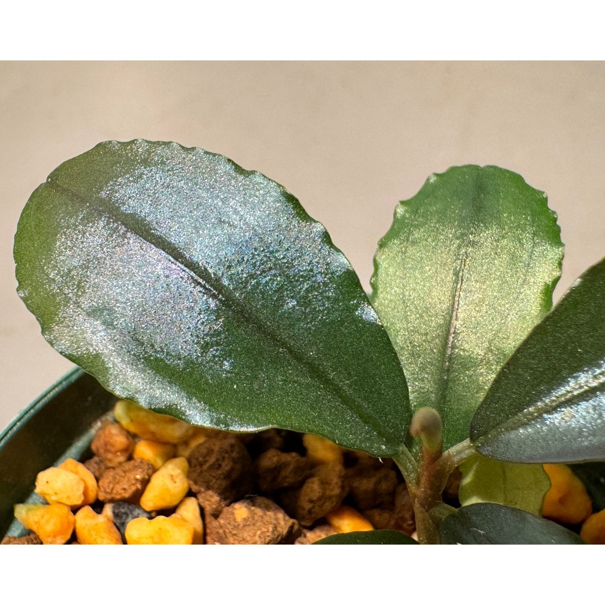 Bucephalandra sp. 