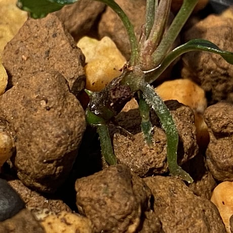 Bucephalandra sp. from "Mangat" [MF0417-2A] ③