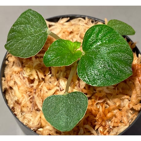 Peperomia sp. from Iquitos Peru [tanakay]