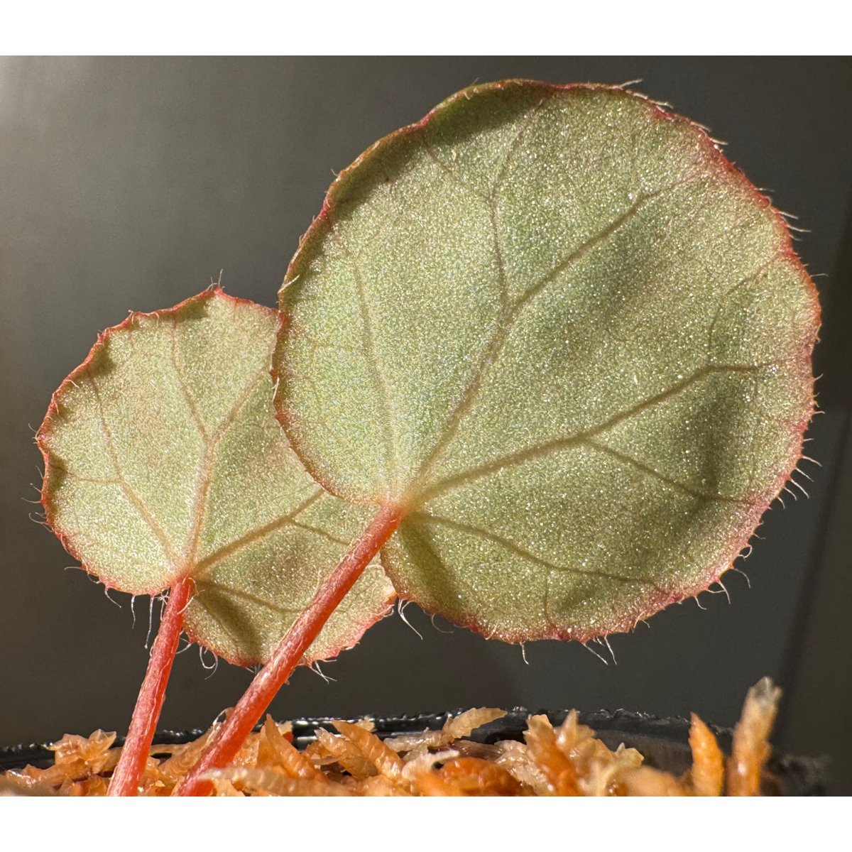 ひでぼの Begonia nahangensis ベゴニア　中サイズ4 ひでぼの様専用 Begonia nahangensis ベゴニア 中サイズ4