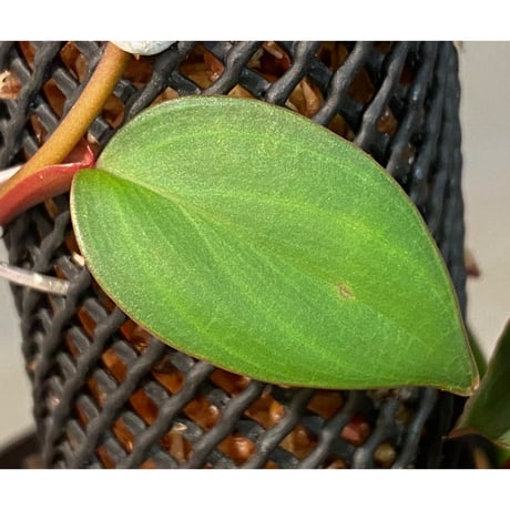Philodendron sp. from Iquitos Peru [tanakay]