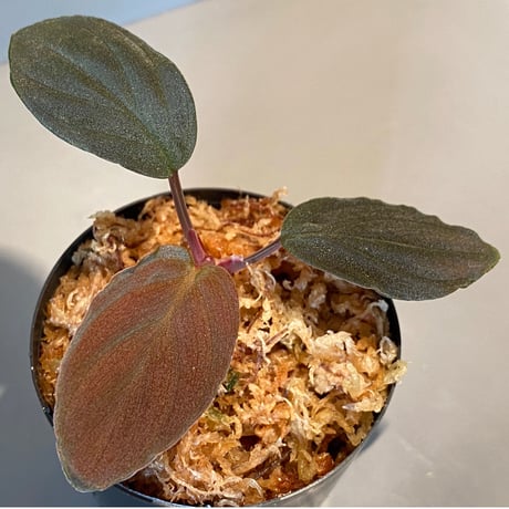 Homalomena sp. Red "Sabah-6" [R0515-03a]