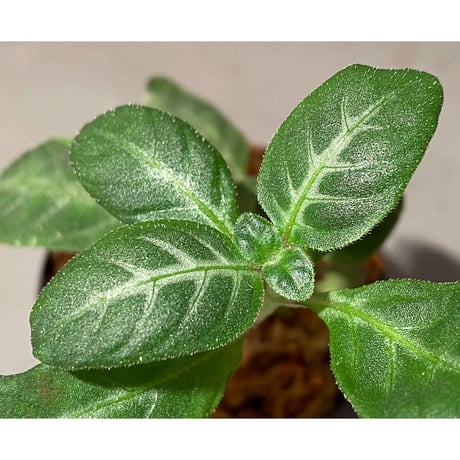 Gymnostachyum sp. f1 from Sumatera Barat [LA0414-01]