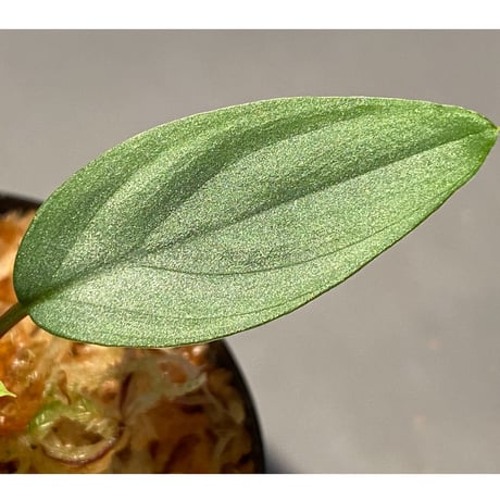 Homalomena sp. 銀4 from Cameron Highlands [TK060315]