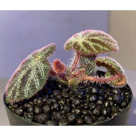Begonia ningmingensis var. bella