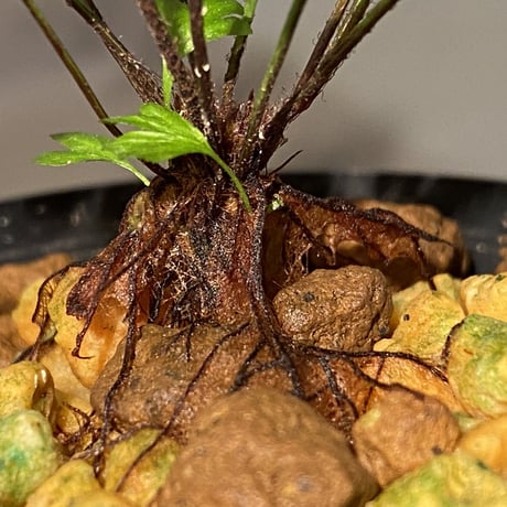 Asplenium sp. from New Caledonia