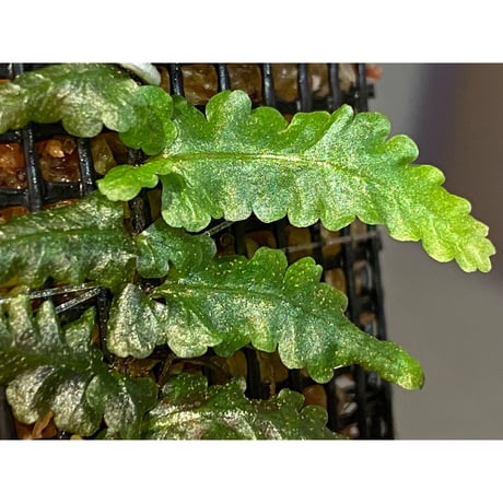 Teratophyllum "Birdwing-fern" from Bentong [AZ0117-3]