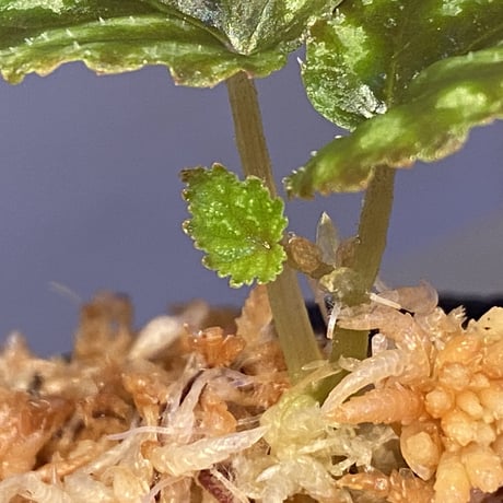 Begonia tenuifolia from Sukasada Bali [S0320-02] 伊藤蟻植物農園