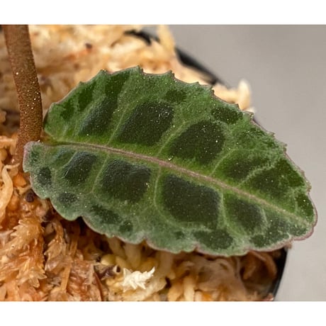 Emblemantha urnulata (Labisia sp.) from Riau sumatera [LA0815-01]