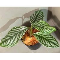 Aglaonema pictum 