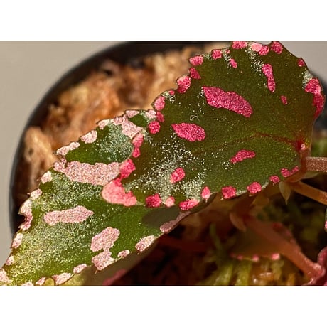 Begonia sp. ぼっち株 from Julau [R1214-01b]