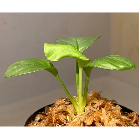 Homalomena sp. "Kayu Lapis" White Kal-barat [TB]