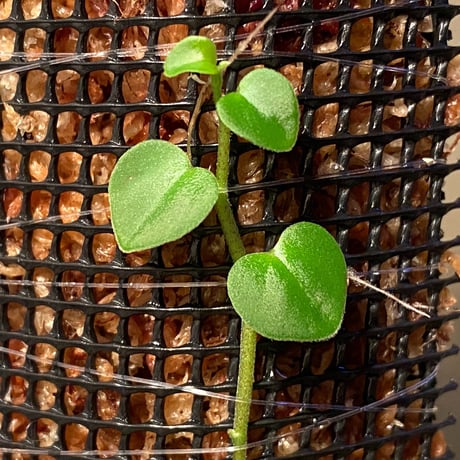Peperomia sp. from Choco Colombia [tanakay]