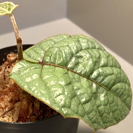 Pterisanthes sp. from Sabah-1 [R0515-01a]