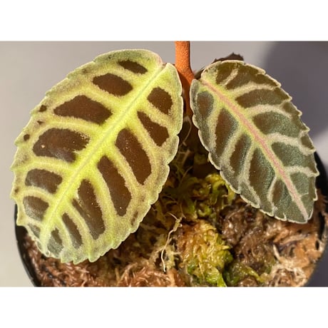 Emblemantha urnulata (Labisia sp.) from Riau sumatera [LA0815-01] ①