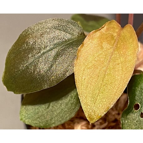 Homalomena sp. from Cameron Highlands [TK140717]
