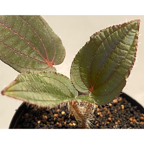Phyllagathis sp. from Cao Bang Viet Nam [R1217-02]