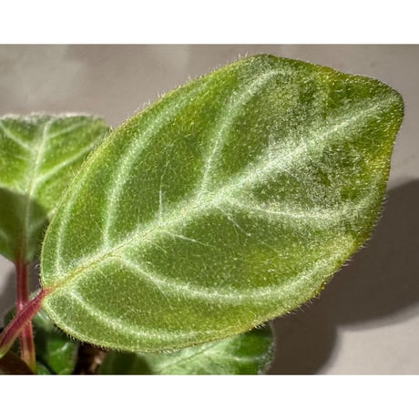 Drymonia punctulata 伊藤蟻植物農園