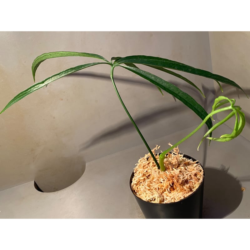 Anthurium aff. eminens ② | M・R・G・R