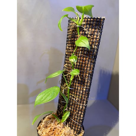 Philodendron sp. from Iquitos Peru [tanakay]