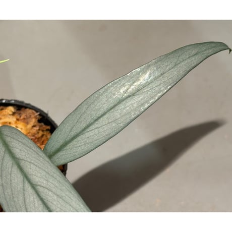 Schismatoglottis sp. "Narrow" from Kpg Lui Muda [AZ0412-3]