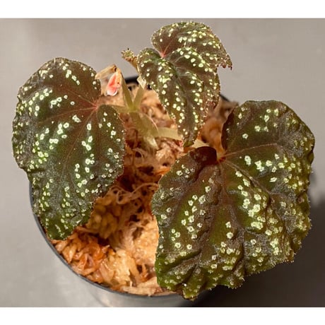 Begonia tenuifolia from Sukasada Bali [S0320-02] 伊藤蟻植物農園