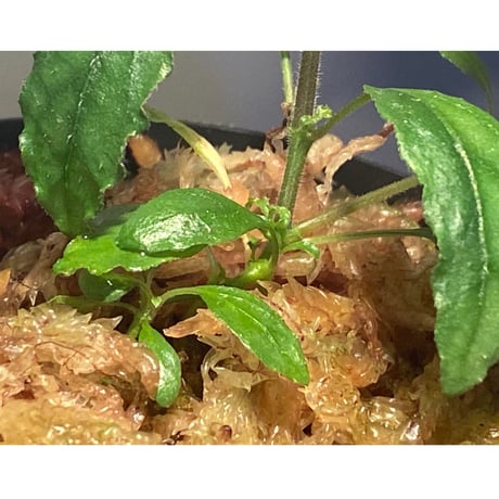 Hemigraphis sp. from Mindanao