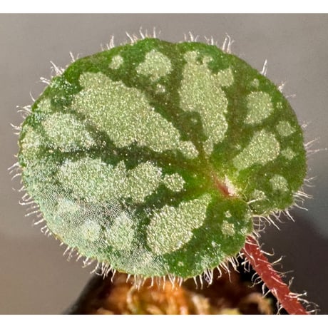 Begonia austroguangxiensis