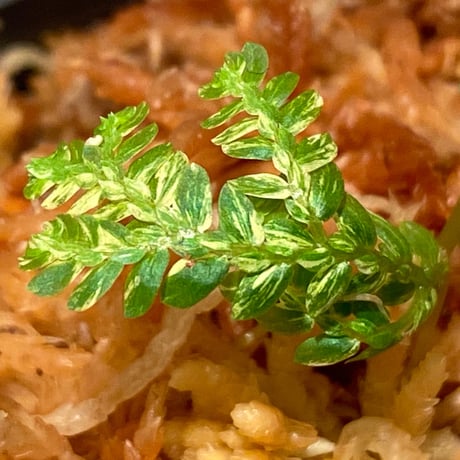 Selaginella willdenowii "variegata" 伊藤蟻植物農園