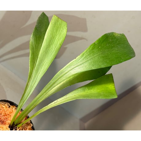 Antrophyum sp. from Aceh sumatera
