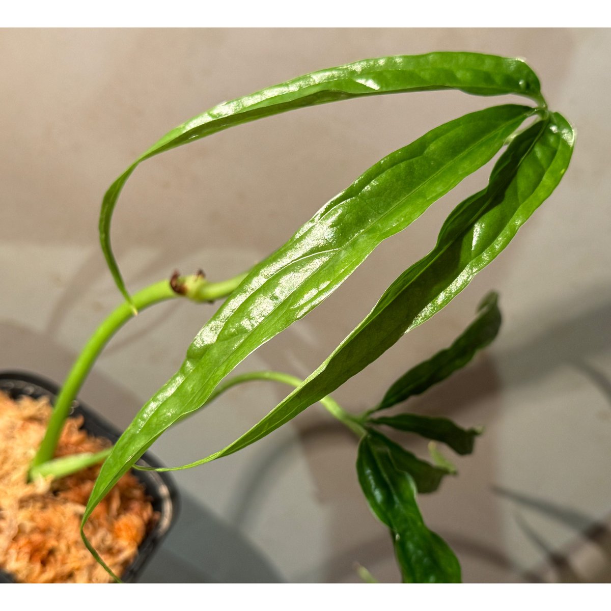 Anthurium aff. eminens | M・R・G・R