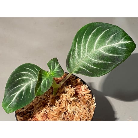 Gesneriaceae gen. from Kalimantan Barat