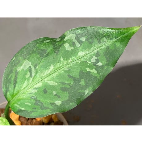Aglaonema pictum from Aceh sumatera [T-120119] X産地