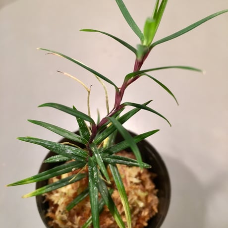 Freycinetia sp. from Setiu