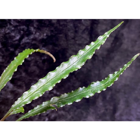 Schismatoglottis sp. "Dragon Tail" from Pangkalan Bun