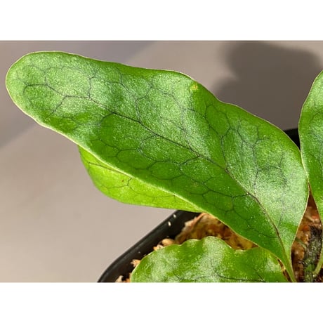 Christiopteris varians from New Caledonia [KSB]