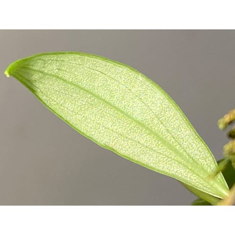 Philodendron sp. from Colombia [tanakay]