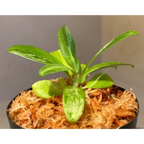 Schismatoglottis sp. "初霜錦" from Murung raya [LA0515-05]