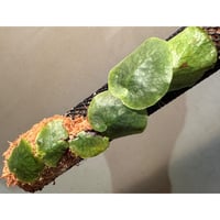 Microsorum linguiforme from South sumatera