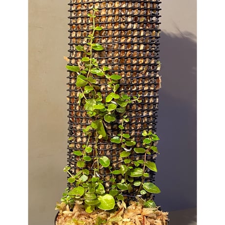 Ficus sp. from Aceh sumatera [LA0616-04]